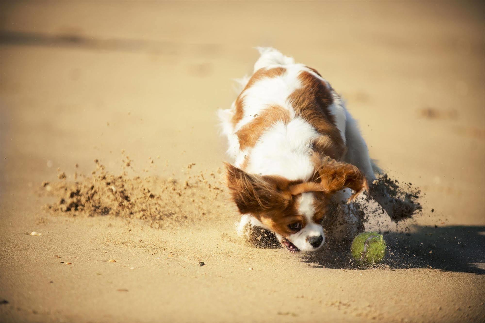 Best Western Aberavon Beach Hotel ポート・タルボット エクステリア 写真